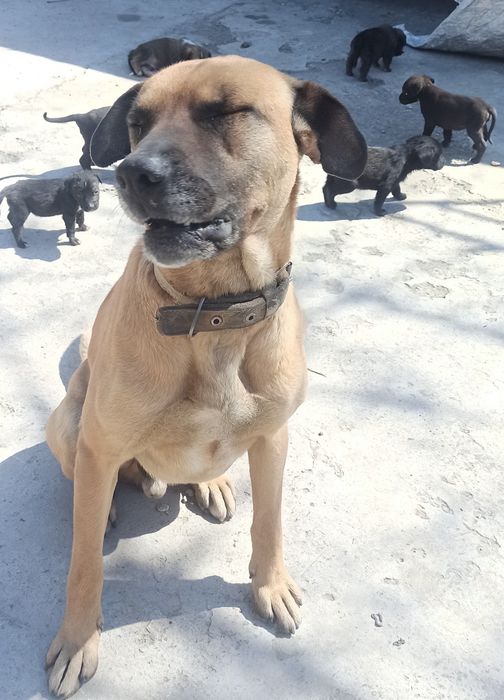 Щенки в хорошие руки