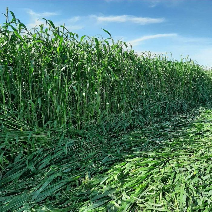 Seminte hibrid sorg cu iarba sudan = cultura de vara in zone secetoase