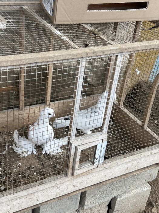 Голуби двухчубы чубатыи соч есть бакинец такла