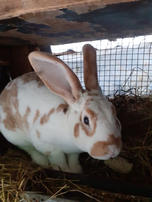 Mascul rex 100 lei bucata 2 bucati