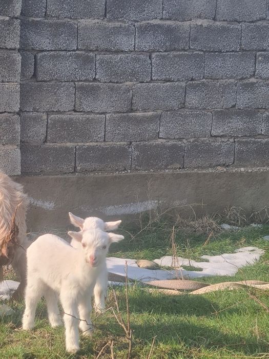 Лактар сатылады 2шт