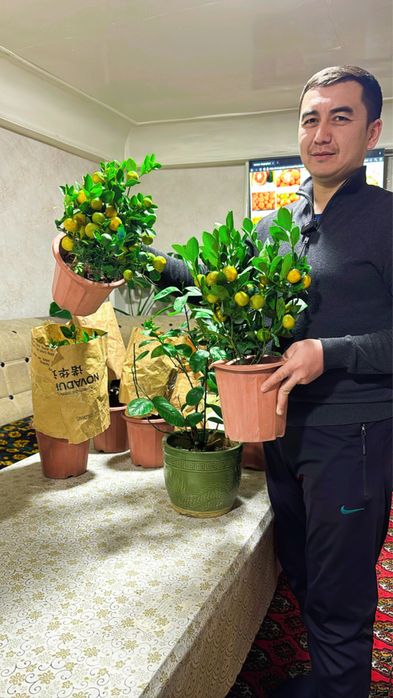 Мандарин меваси билан сотилади Оптом нарх