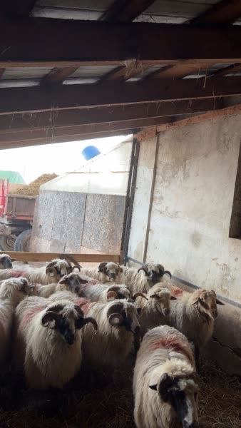 Berbeci brezi tineri