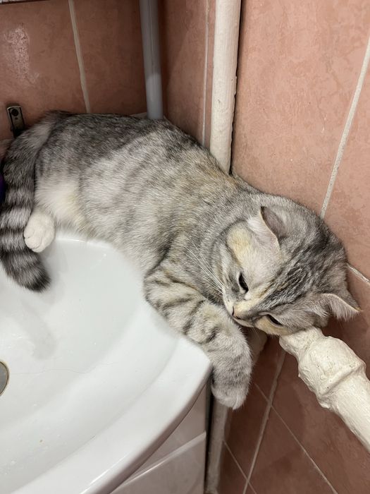 Отдам кошку в хорошие руки