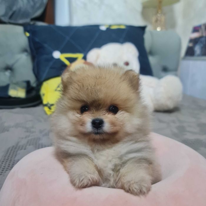 Померанский миник шпиц