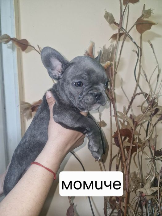 Френски булдочета