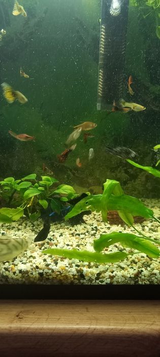 Аквариумные  рыбки