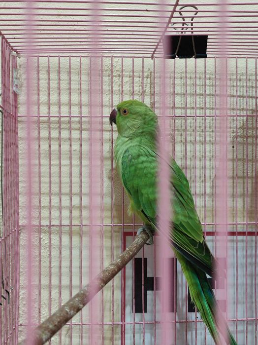 Продам попугая,не дорого.