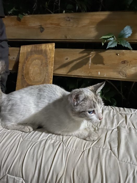 Кошечка ищет дом