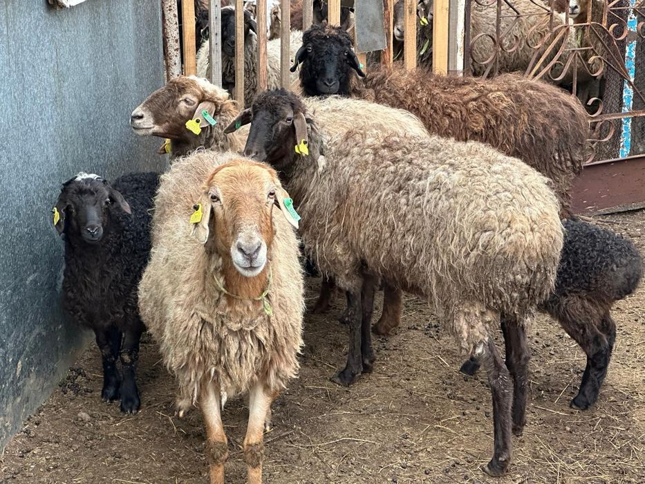 Продам овцы с ягнятамы