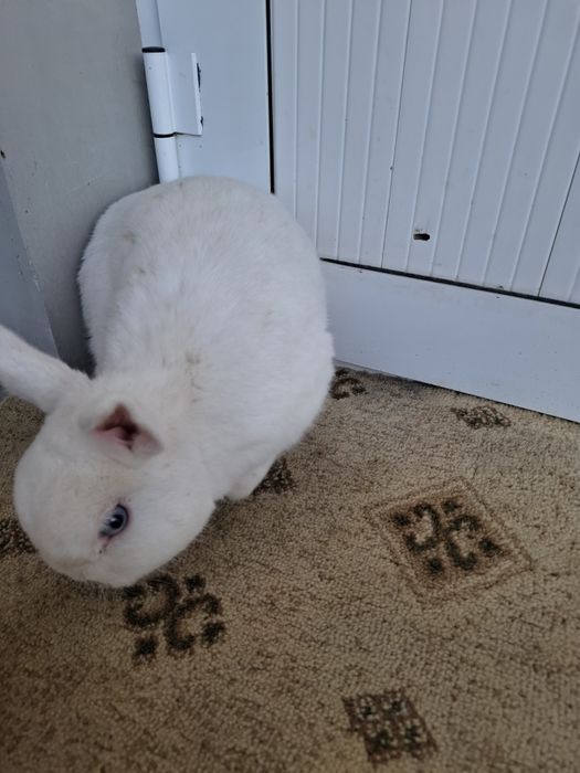 Germelin sames 1 yoshdan oshgan