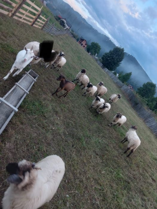 Vand mioare si oi