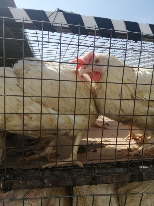 Куры несушки  легорн