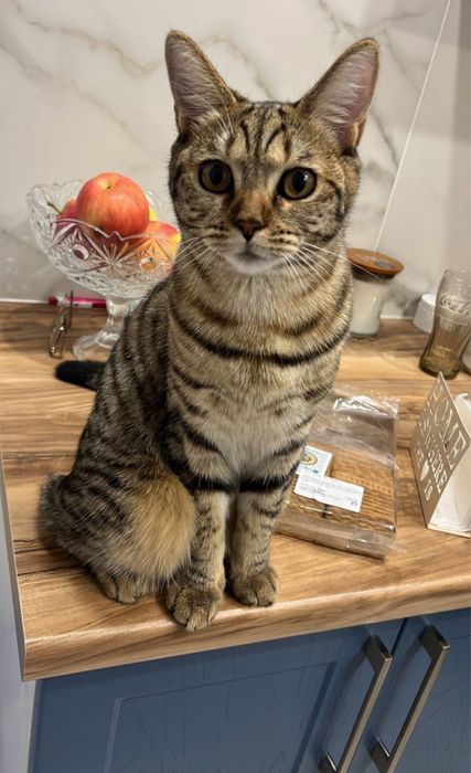 Кошка 2,5 года Караганда