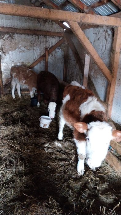 Vând șase viței încărcați