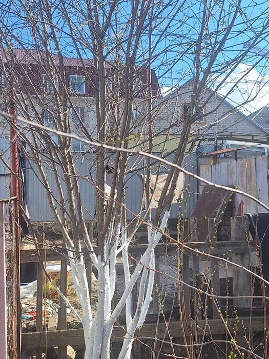 Продаю саженцы Актобе