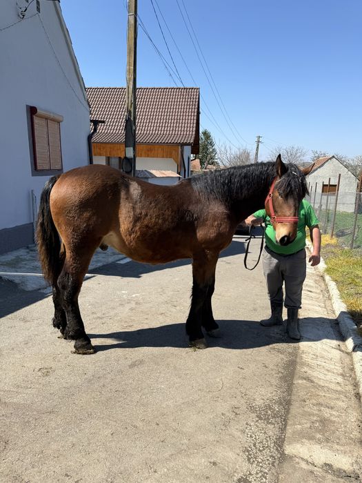 Vand urgent manz de un an foarte bine intretinut