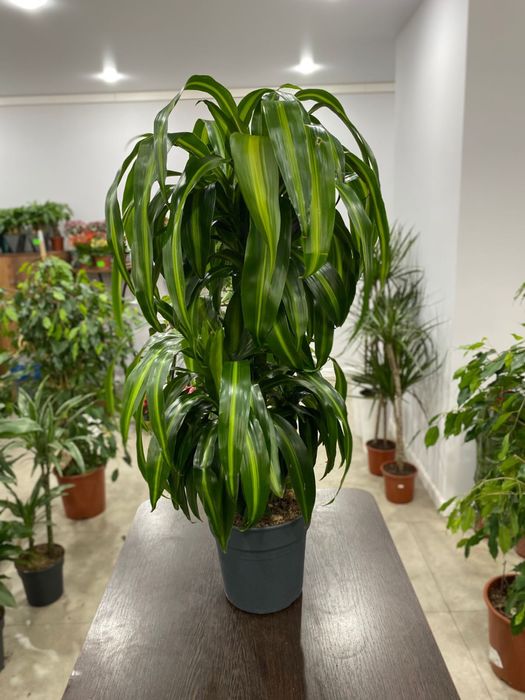 Драцена 100 см новый завоз