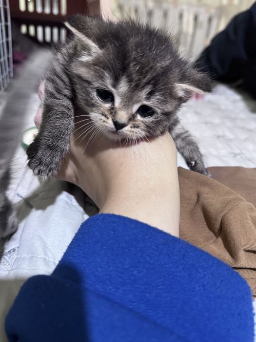 Продам шикарных котят 1000тг
