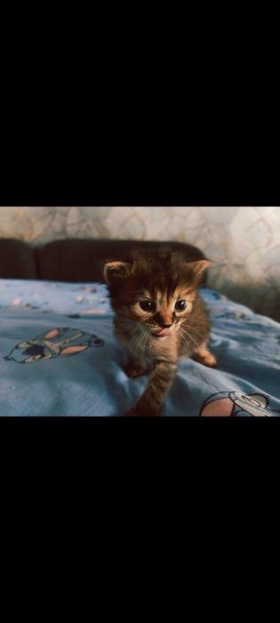 Oferta spre donatie 5 pisoiași minunati !