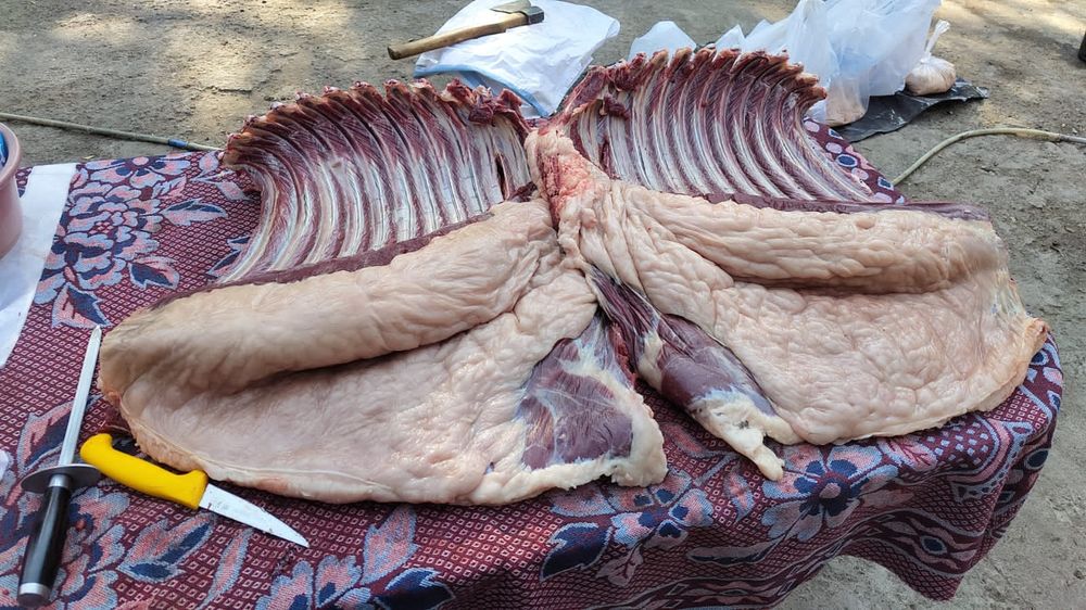 Семиз жылкылар бар