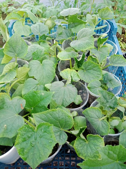 Продам овощную рассаду