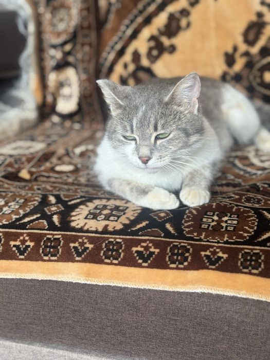 Кошки  Аксу бесплатно