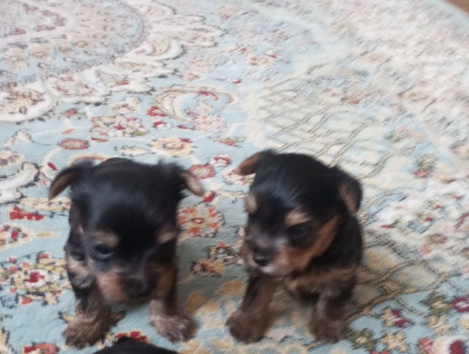 Йоркширский терьер