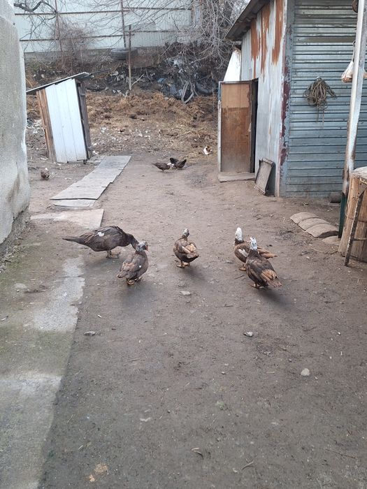 Утки и селезень 8 штук