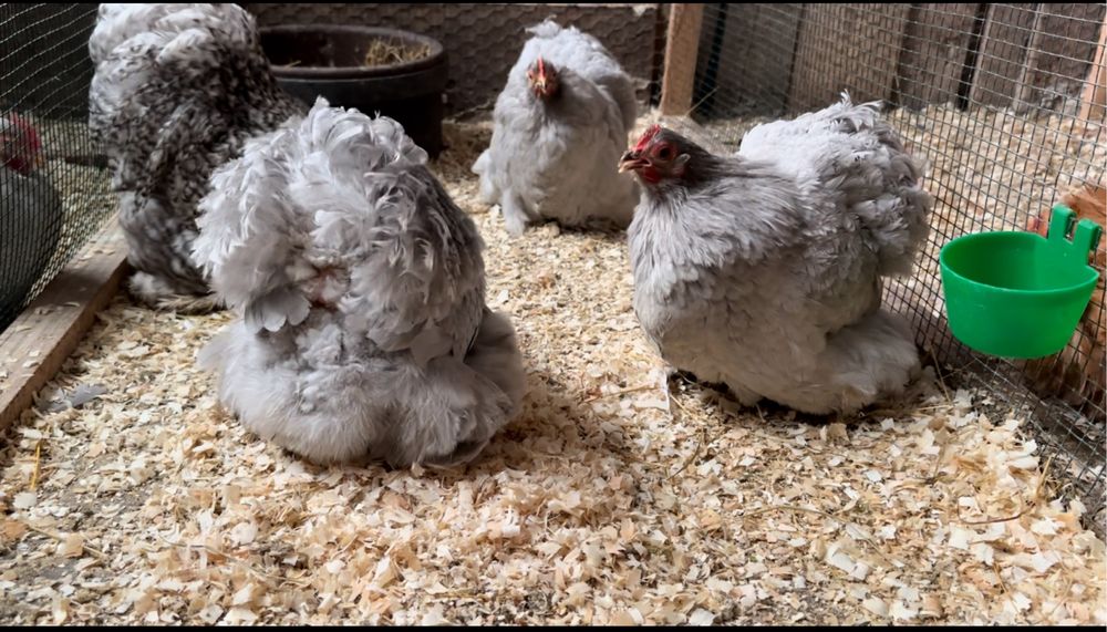 Cochinchina pitic 3+1