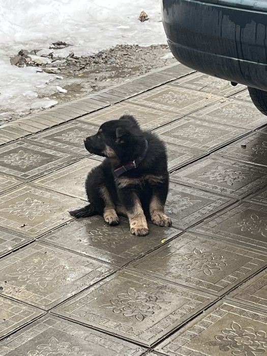 Европейски овчарка