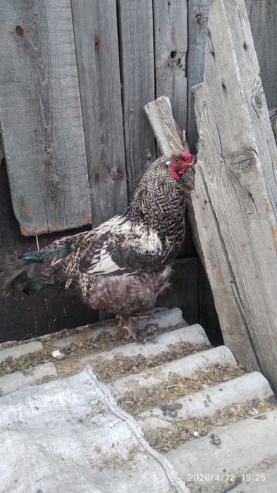 Продам петухов брама