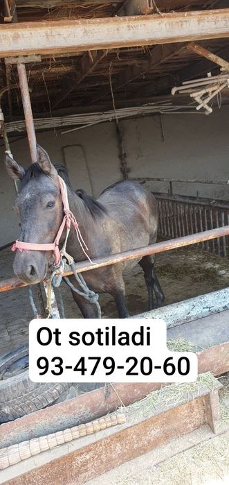 Ot sotiladi qolgan maʼlumotlar telefonda yeb ichishi yahshi