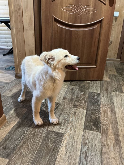 Срочно ищем дом для малышки