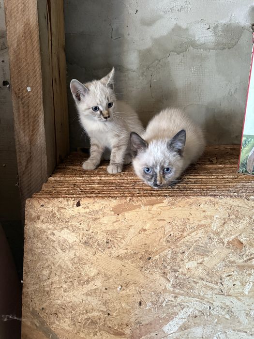 Ofer spre adopție pisicuță și motănel jucăuși