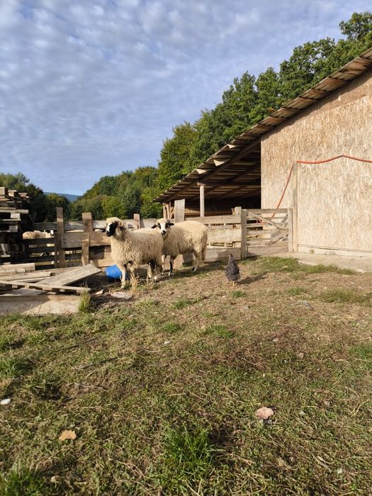 Multe detalii la numărul de telefon