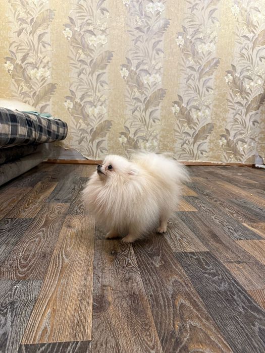 Вязка шпица внс кобеля 1600