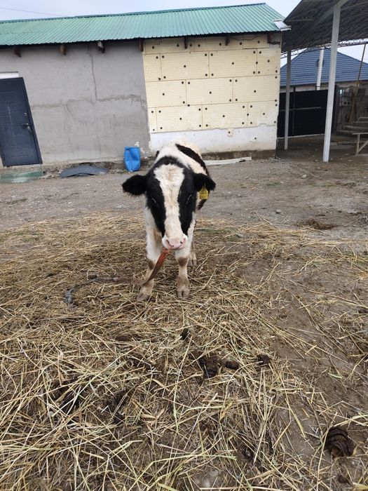 Бука сатылады жасына толмаган