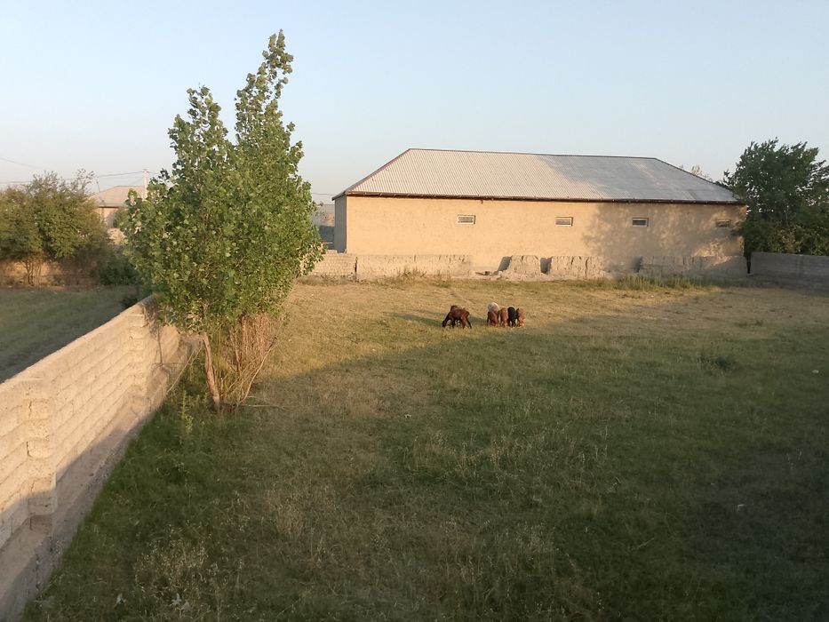 Yer uchastka Uy joy sotiladi qorateri qishlogʻi