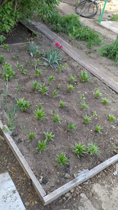 Продаю дачу в обществе Алма