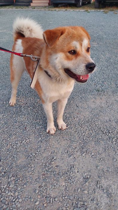 Ofer spre adoptie metis Akita Inu