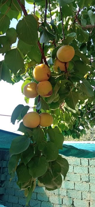 Продается свой дом в Кибрае