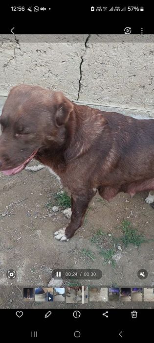 Күшіктер сатылады .Щенки продаётся