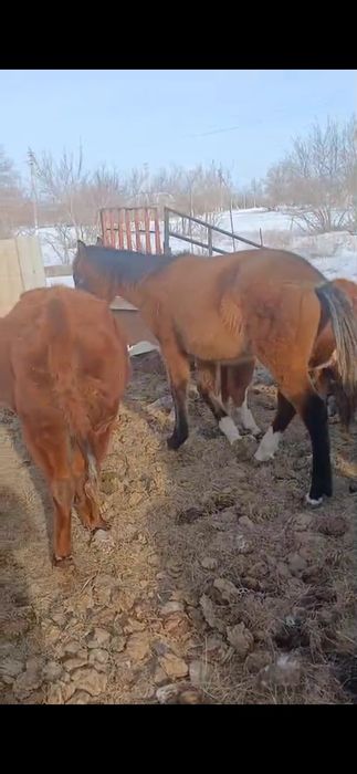 Продам жеребчика