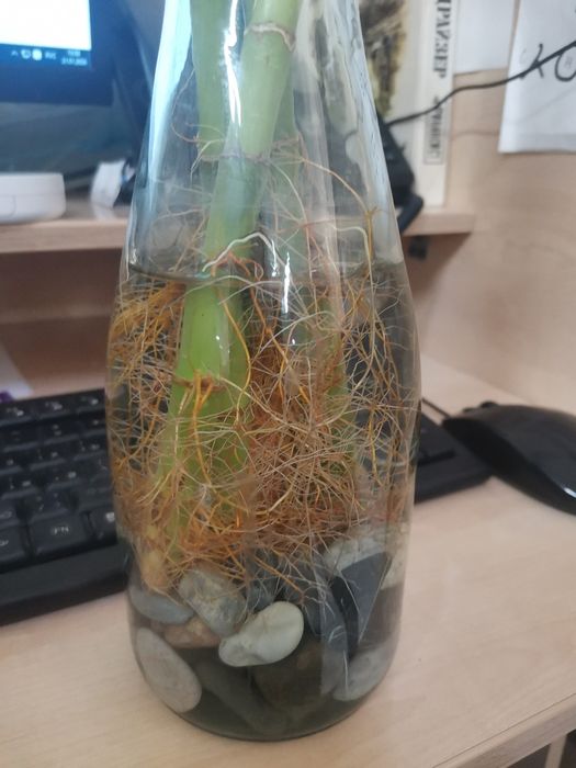 Бамбук драцена сандера