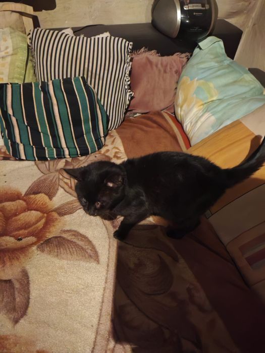 Ofer spre adopție un motănel orb