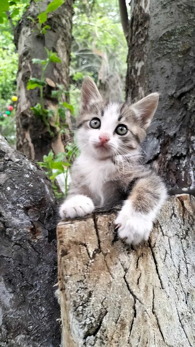 Котята бесплатно
