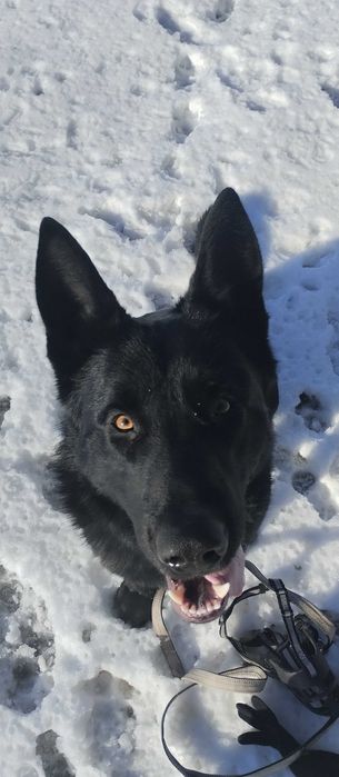 Продам Кобель ВЕО 1.4 года