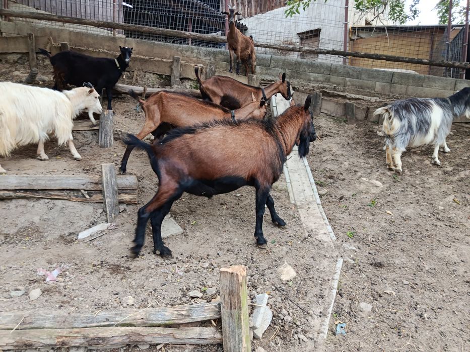 Țap Alpin Francez