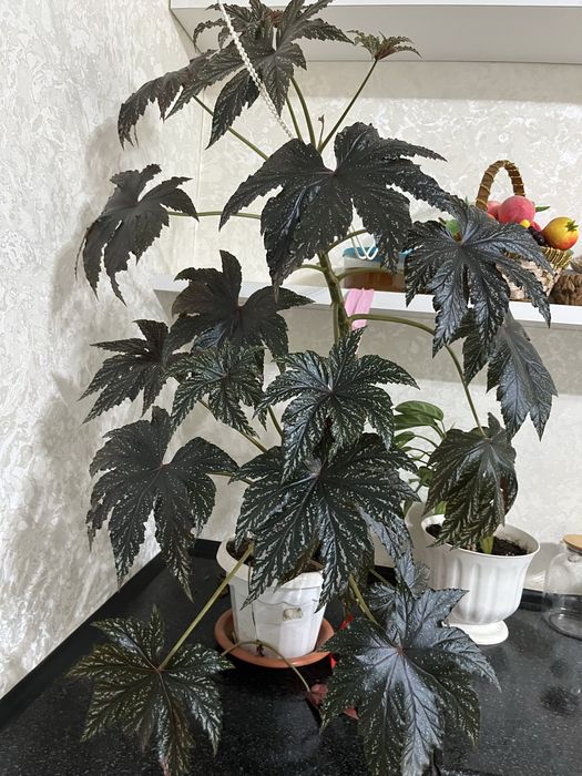 Продам цветы продам